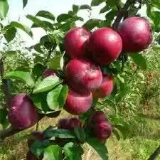 Lei-Appel (Malus domestica ‘Spartan‘) | Aanrader