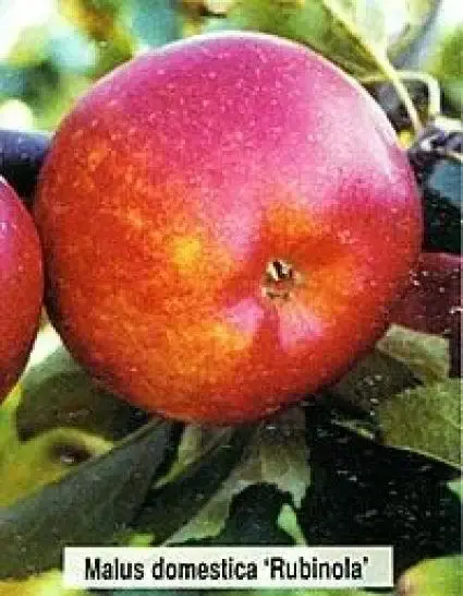Lei-Appel (Malus domestica ‘Rubinola‘) | Klaar voor verzending