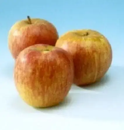 Actieprijs - Lei-Appel (Malus domestica ‘Rode Dijkmanszoet‘)