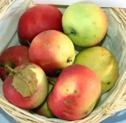 Lei-Appel (Malus domestica ‘Jonathan‘) | Bespaar meer