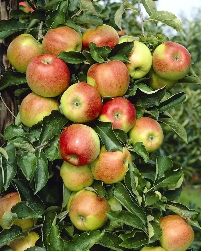 Direct van de fabrikant | Lei-Appel (Malus domestica ‘Jonagold‘)