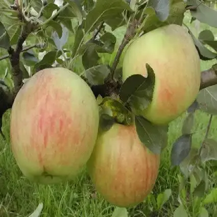 Lei-Appel (Malus domestica ‘James Grieve‘) - Bestelbaar