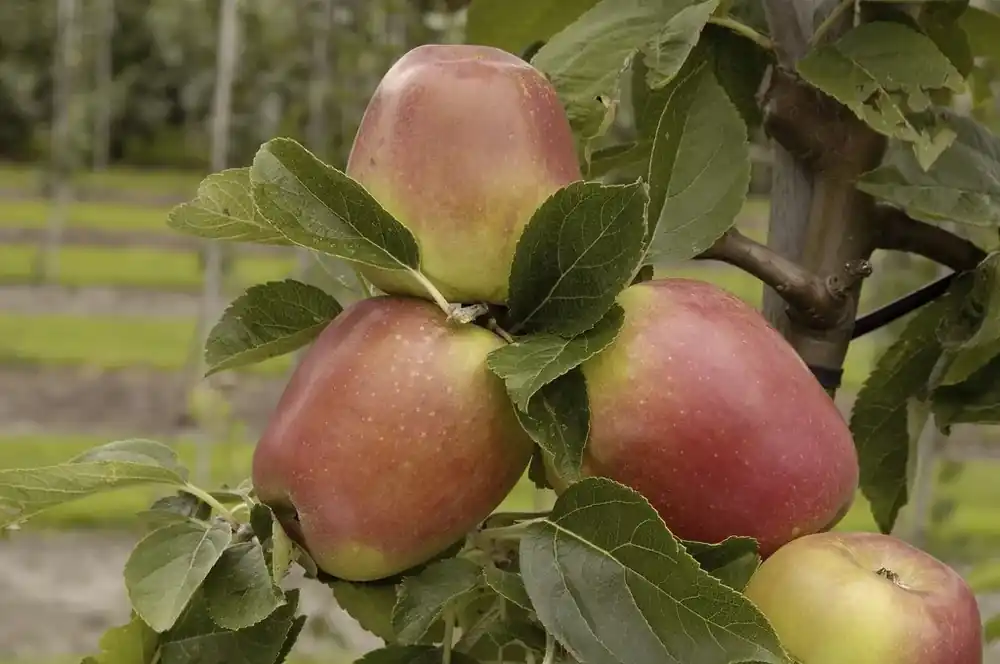 Laatste dagen - Appelboom (Malus domestica ‘Groninger Kroon‘)
