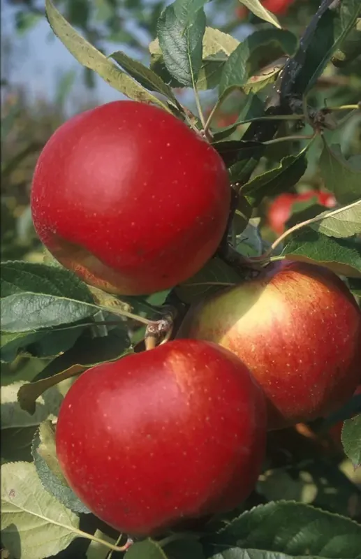 Appelboom (Malus domestica ‘Santana‘) - Opruiming