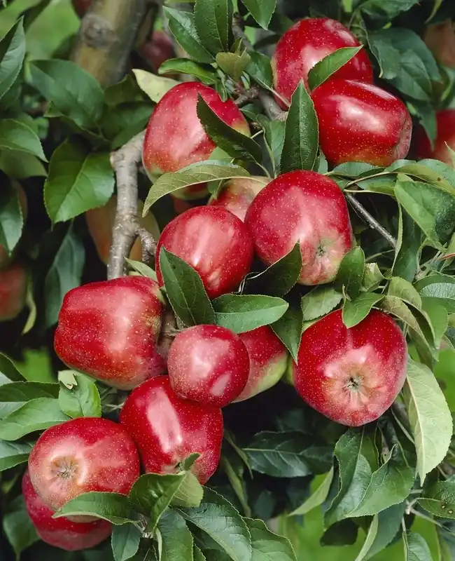 Appelboom (Malus domestica ‘Gloster‘) | Aanrader