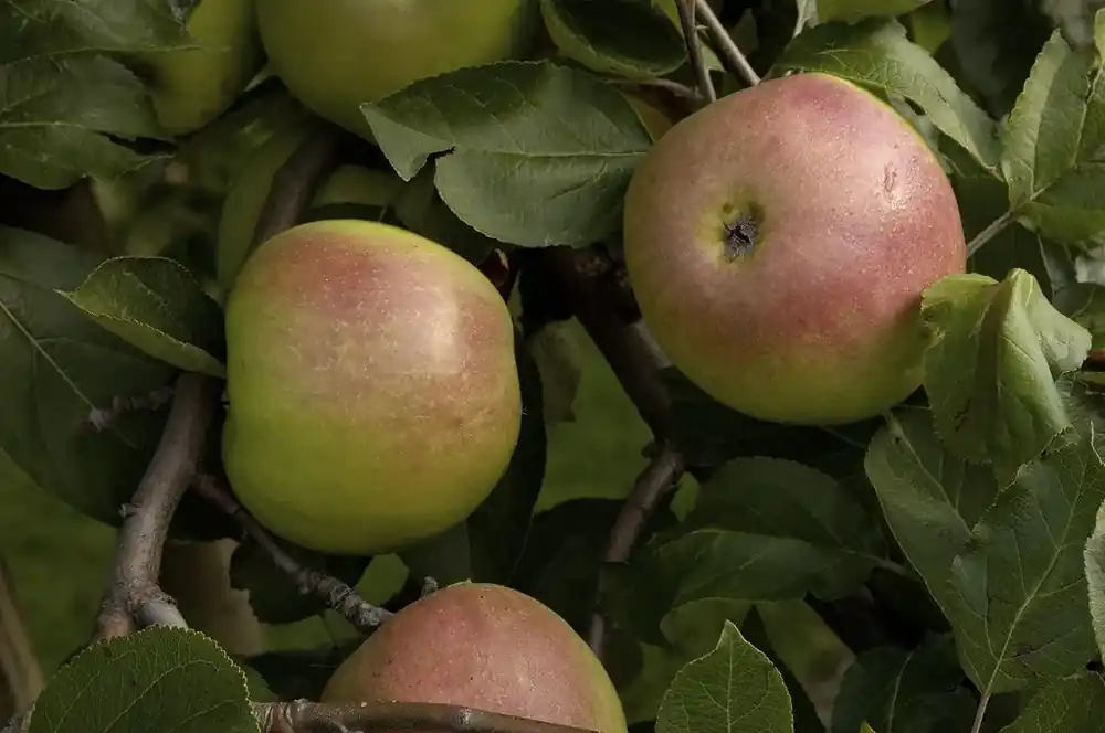 Nu kopen - Appelboom (Malus domestica ‘Rajka‘)