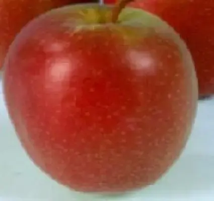 Appelboom (Malus domestica ‘Summerred‘) - Snelle verzending