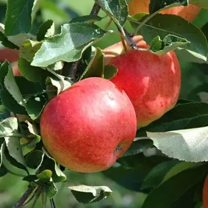 Lei-Appel (Malus domestica ‘Gala‘) - Voeg toe aan winkelwagen