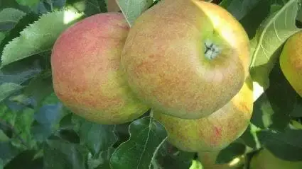 Lei-Appel (Malus domestica ‘Elstar‘) | Nieuw in het assortiment
