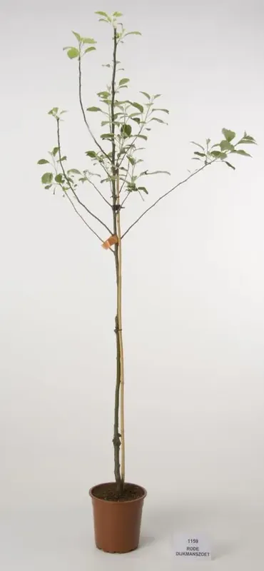 Appelboom (Malus domestica ‘Rode Dijkmanszoet‘) | Bijna uitverkocht