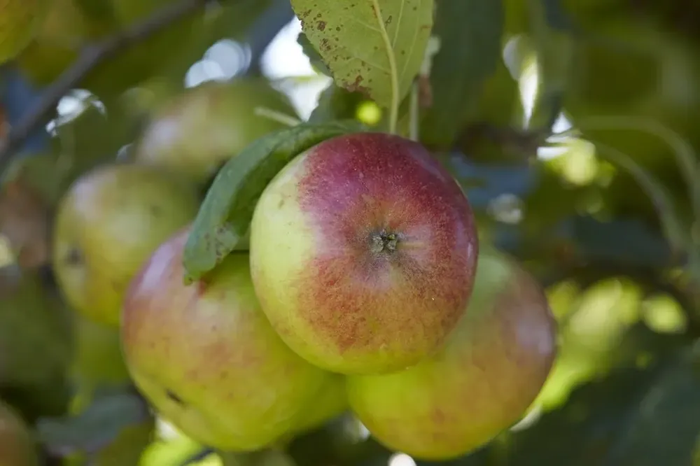 Verlaagde prijs | Lei-Appel (Malus domestica ‘Idared‘)