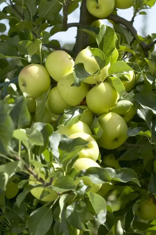 Speciale aanbieding | Lei-Appel (Malus domestica ‘Greensleeves‘)