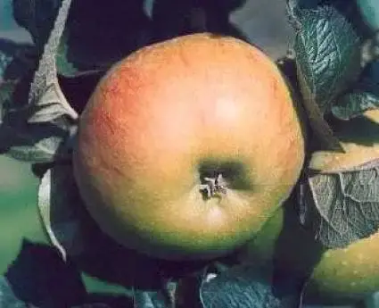 Lei-appel (Malus domestica ‘Bramley Seedling‘) | Veilig betalen