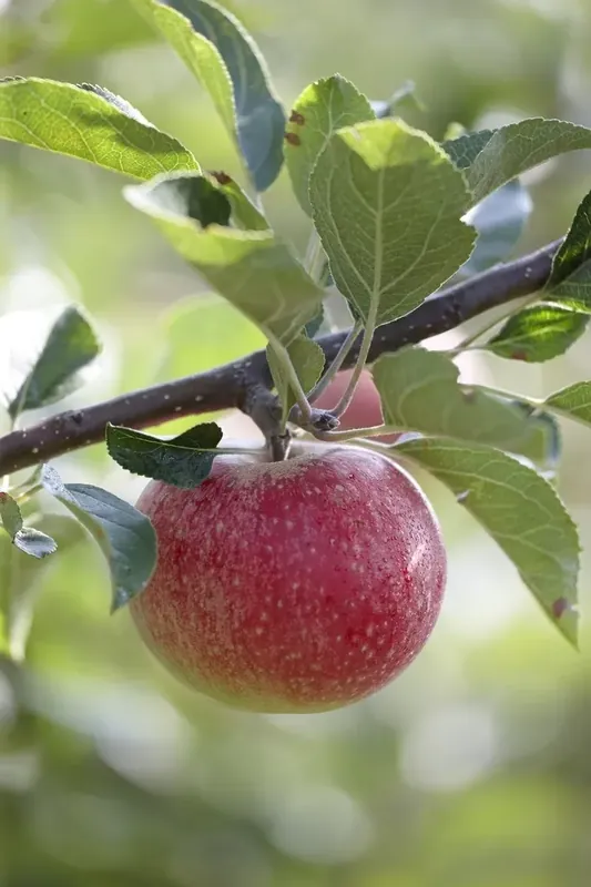 Scherp geprijsd - Lei-Appel (Malus domestica ‘Benoni‘)