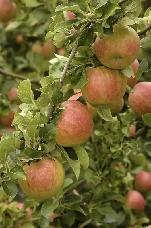 Lei-appel (Malus domestica ‘Alkmene‘) - Aanrader
