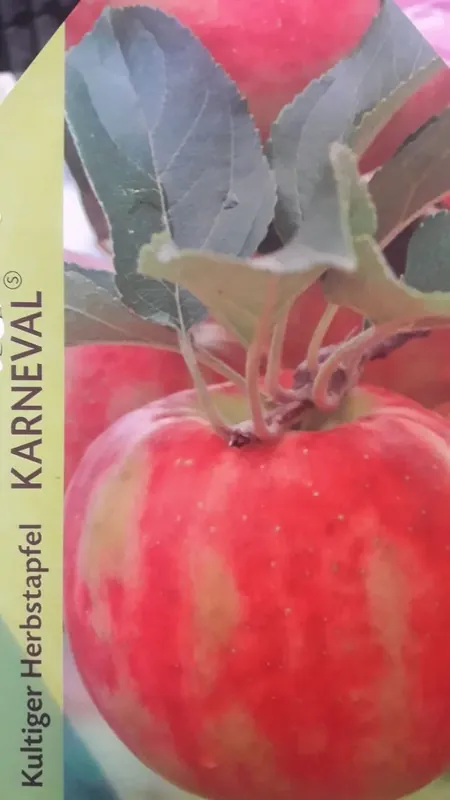 Appelboom (Malus domestica ‘Karneval‘) - Fabrieksprijs
