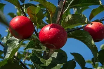 Snelle levering | Appelboom (Malus domestica ‘Rosette‘)