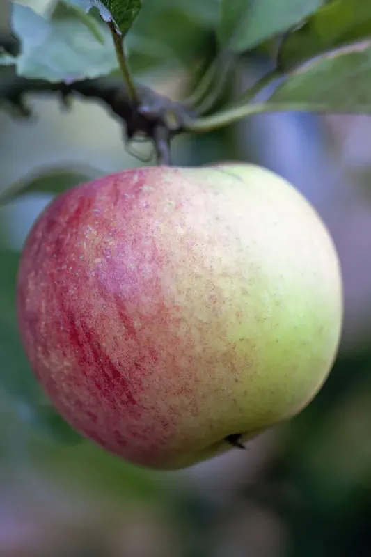 Op voorraad | Appelboom (Malus domestica ‘Worcester Pearmain‘)