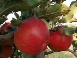 Laatste kans | Appelboom (Malus domestica ‘Winston‘)