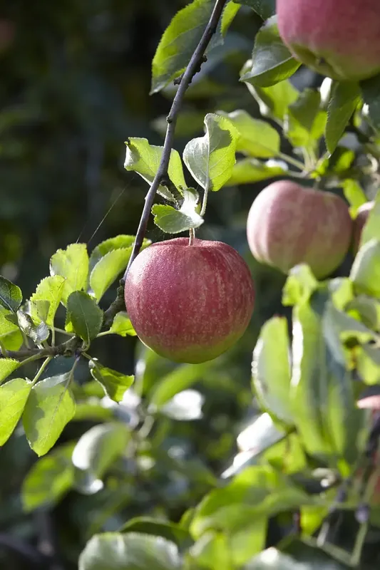 Elstar appelboom kopen? Malus Elstar met garantie | Eenvoudig retourneren