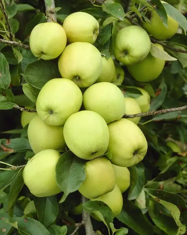Appelboom (Malus domestica ‘Golden Delicious‘) - Nu beschikbaar