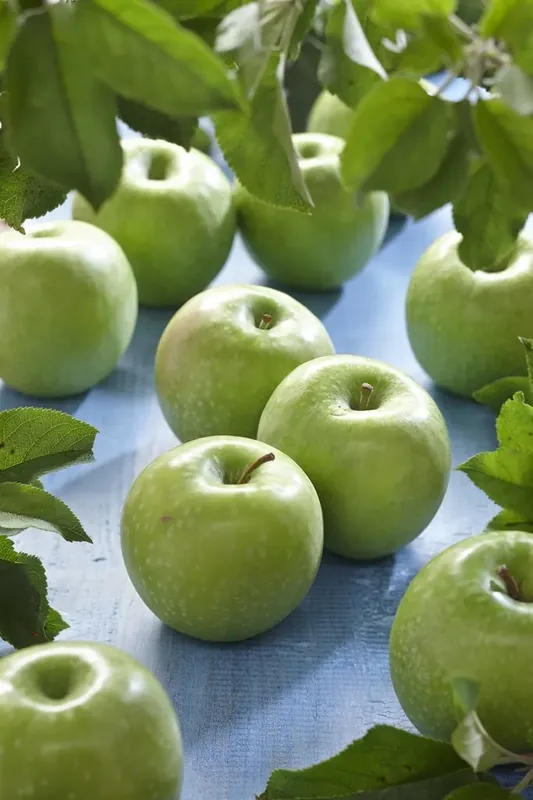 Veel gekozen | Appelboom (Malus domestica ‘Granny Smith‘)