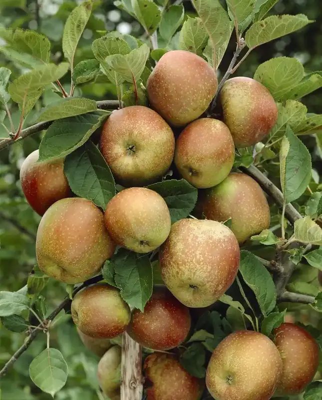 Actie | Appelboom (Malus domestica ‘Schone van Boskoop‘)