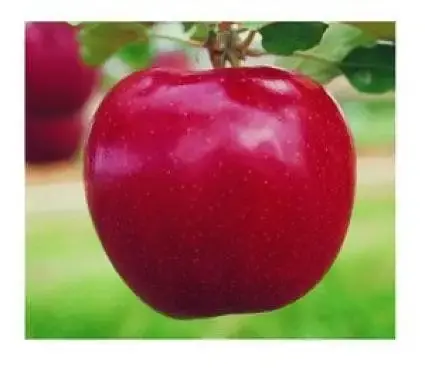 Appelboom (Malus domestica ‘Rode Jonagold‘) | Fabrieksprijs