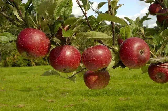Lei-Appel (Malus domestica ‘Ingrid Marie‘) - Voorraad bijna op