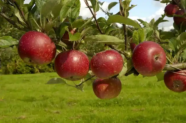 Topdeal - Appelboom (Malus domestica ‘Ingrid Marie‘)