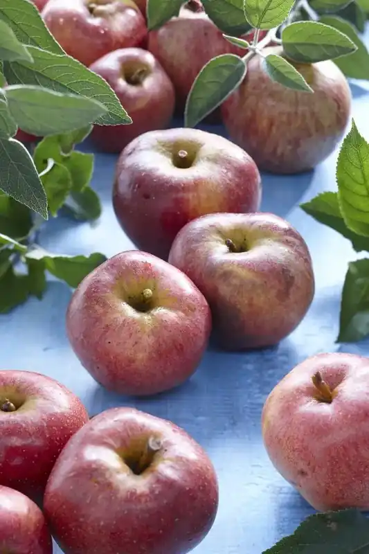 Lei-Appel (Malus domestica ‘Zoete Ermgaard‘) | Direct kopen