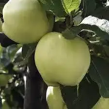 Lei-Appel (Malus domestica ‘Transparente Jaune‘) - Veel voordeel