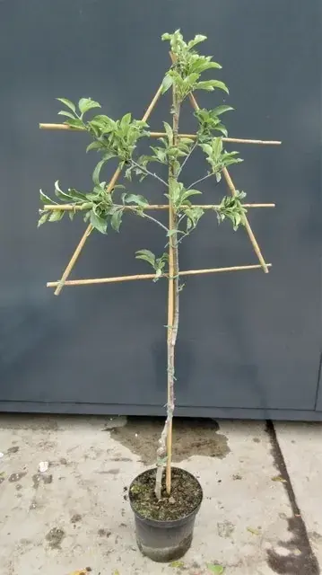 Opruiming - Lei-Appel (Malus domestica ‘Topaz‘)