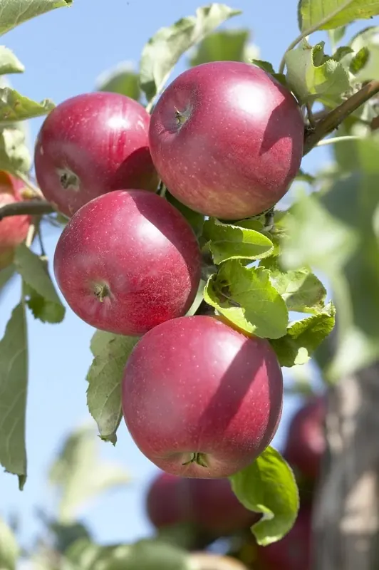 Appelboom (Malus domestica ‘Rode Jonathan‘) - Trending