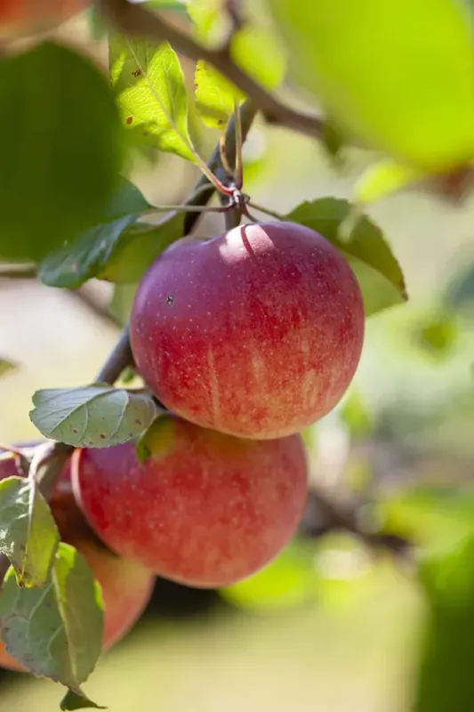 Appelboom (Malus domestica ‘Red Devil‘) - Koopje