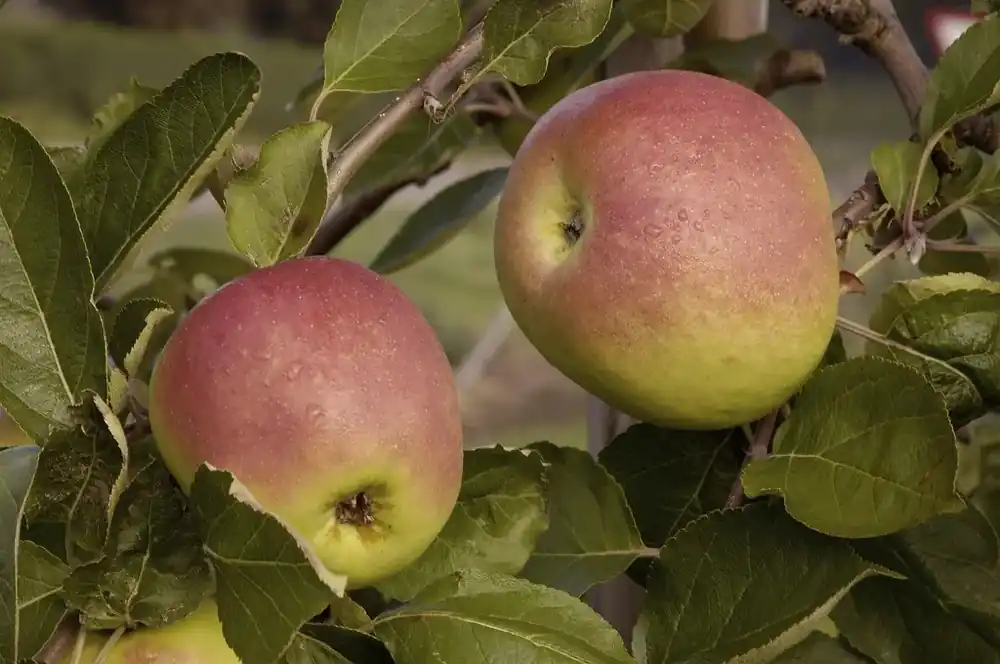 Premiumkwaliteit | Appelboom (Malus domestica ‘Notarisappel‘)