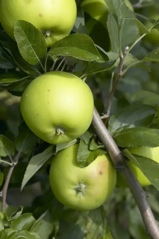 Appelboom (Malus domestica ‘Lombarts Calville‘) | Veel voordeel