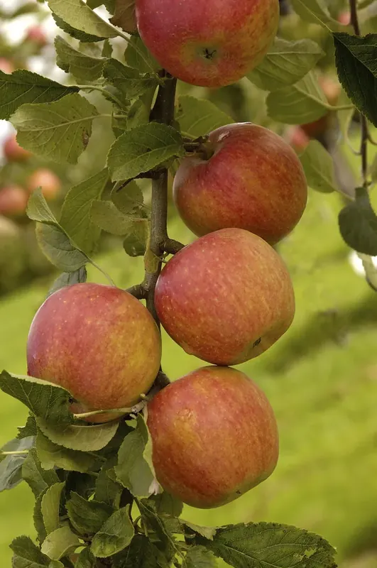 Appelboom (Malus domestica ‘Laxton‘s Superb‘) | Actieprijs