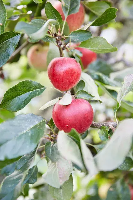 Appelboom (Malus domestica ‘Katja‘) | Topprijs