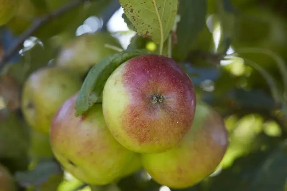 Speciale aanbieding - Appelboom (Malus domestica ‘Idared‘)
