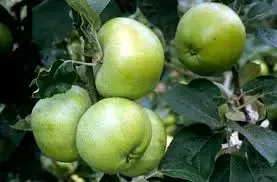 Prijsverlaging - Appelboom (Malus domestica ‘Grenadier‘)