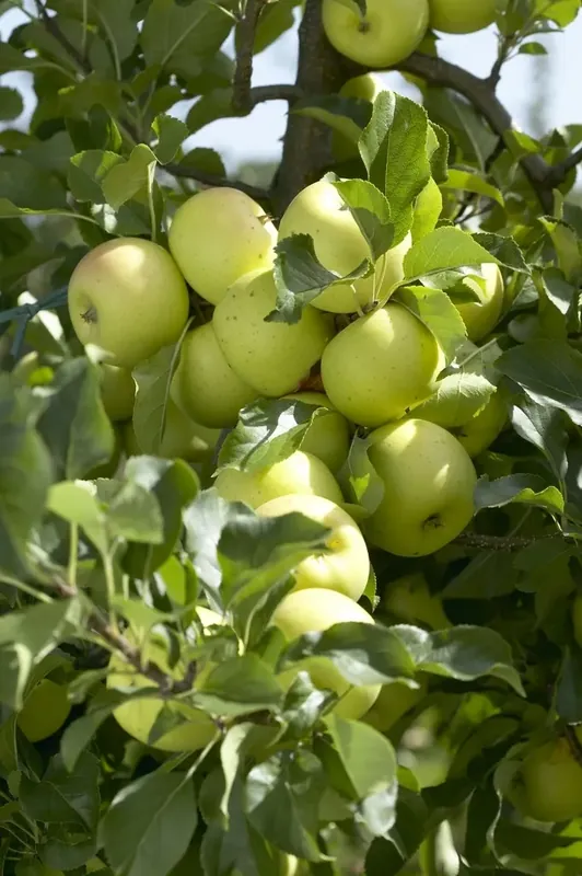 Populair bij klanten | Appelboom (Malus domestica ‘Greensleeves‘)