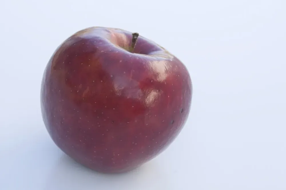 Eenvoudig retourneren - Appelboom (Malus domestica ‘Braeburn‘)