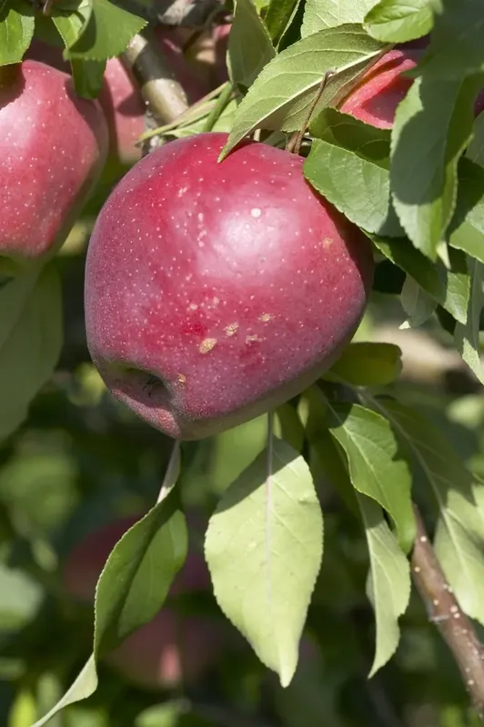 Net binnen - Appelboom (Malus domestica ‘Beauty of Bath‘)