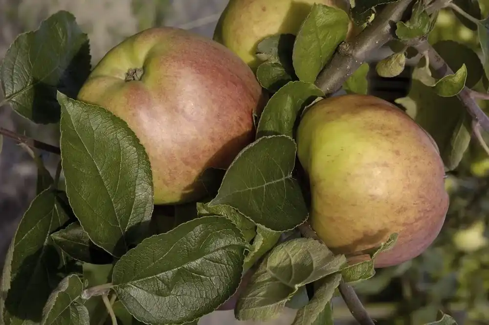 Bespaar nu - Appelboom (Malus domestica ‘Dubbele Bellefleur‘)