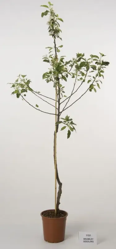 Scherp geprijsd - Appelboom (Malus domestica ‘Bramley Seedling‘)
