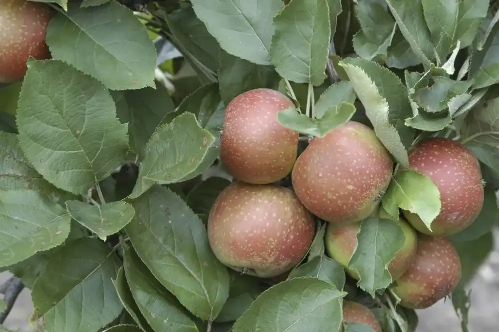 Premiumkwaliteit - Appelboom (Malus domestica ‘Rode Boskoop‘)