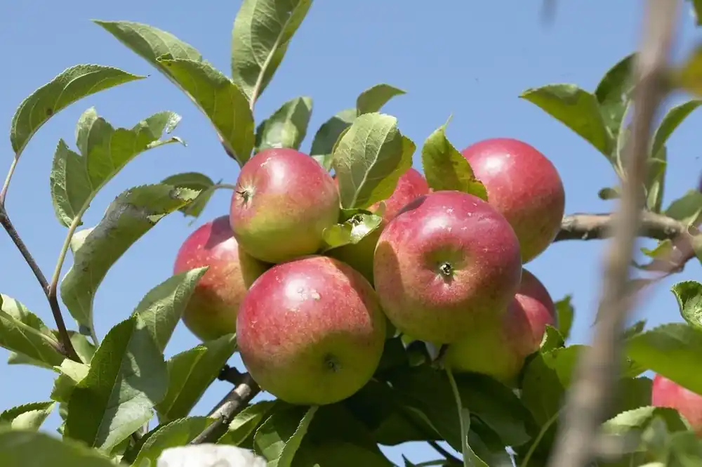 Alleen deze week - Appelboom (Malus domestica ‘Discovery‘)