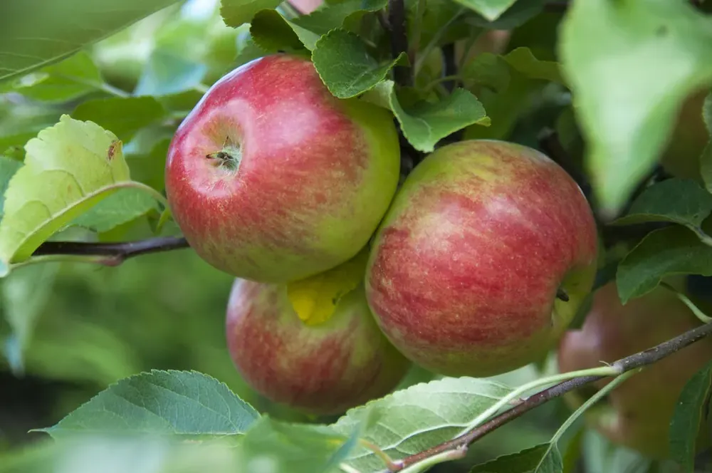 Sale | Appelboom (Malus domestica ‘Cox‘s Orange‘)