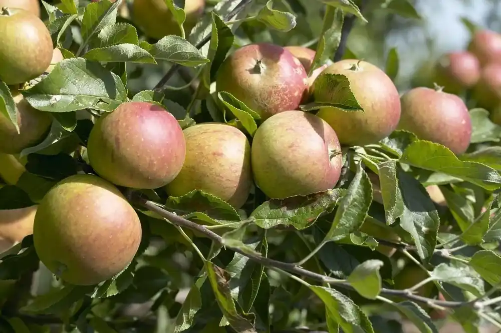 Lei-Appel (Malus domestica ‘Cox‘s Orange‘) - Aanrader